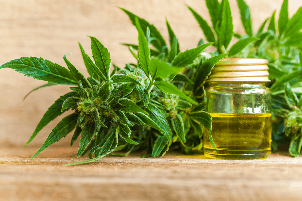cbd oil