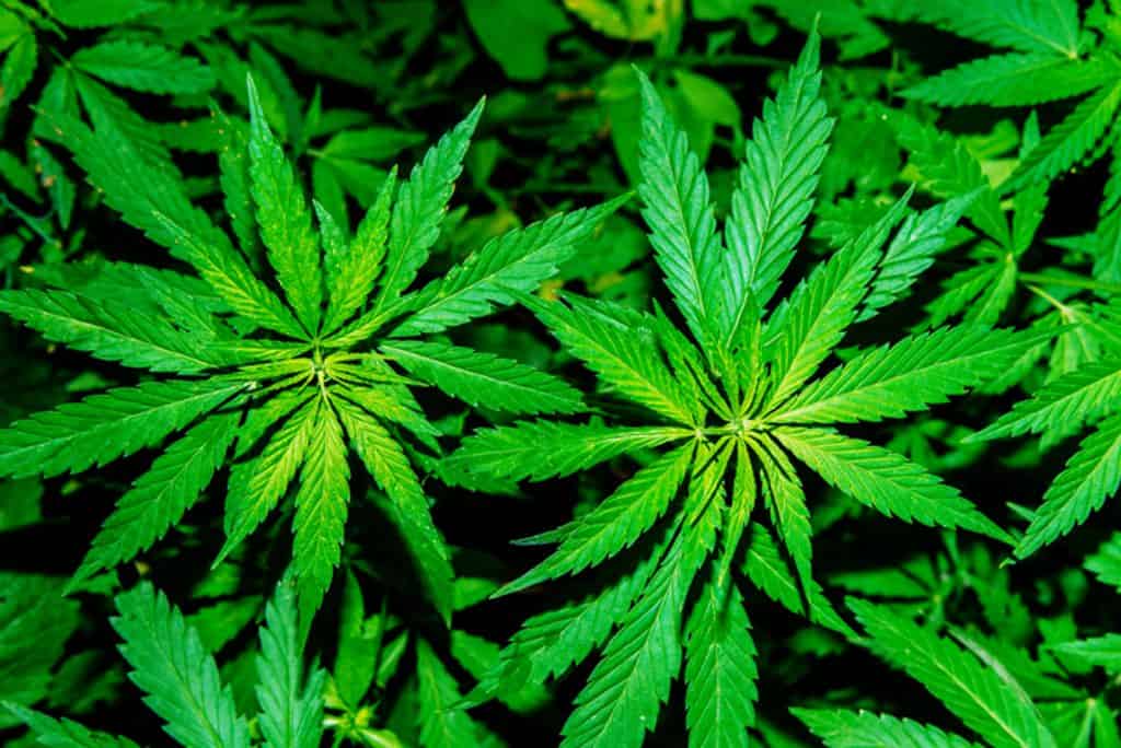 Marijuana-plant-Getty-photo-sized-1024x684