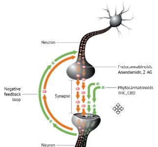 Endocannabinoid System Diagram