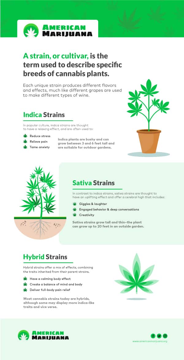 Indica and Sativa: What Is the Difference?