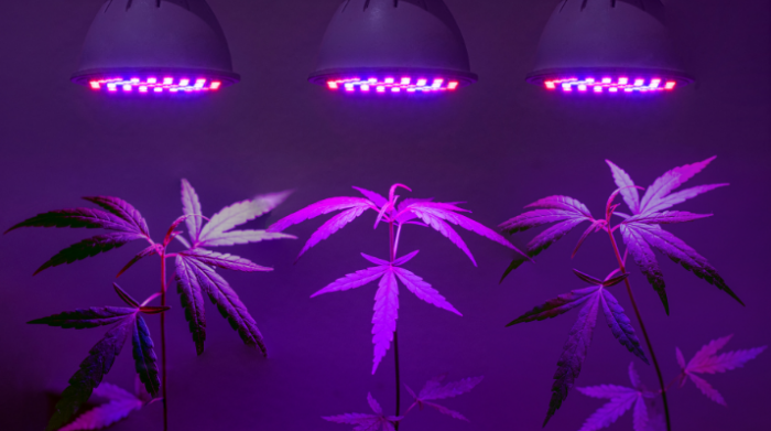 Best LED Grow Lights For Indoor Marijuana Plants American Marijuana   Best Led Grow Lights For Indoor Marijuana Plants 700x391 