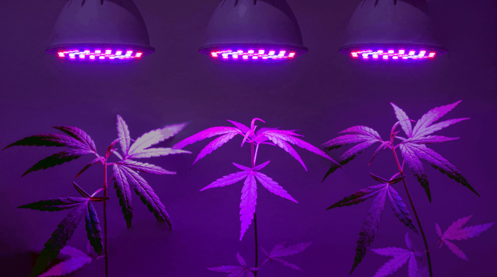 mulighed bølge jury Best LED Grow Lights For Indoor Marijuana Plants - American Marijuana