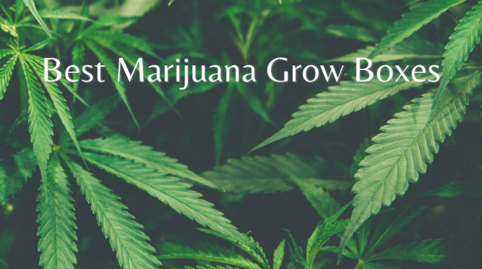 Top 5 Marijuana Grow Boxes - American Marijuana