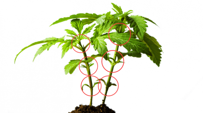 How To Grow Marijuana - A 9-Step Guide - 2022 - American Marijuana