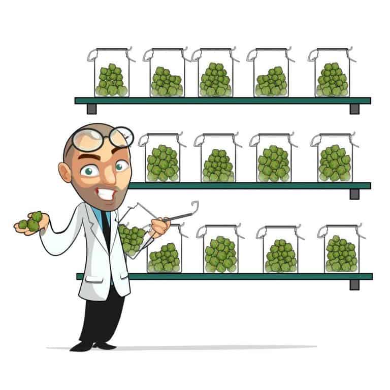ILGM Seed Bank Review Coupon Codes American Marijuana