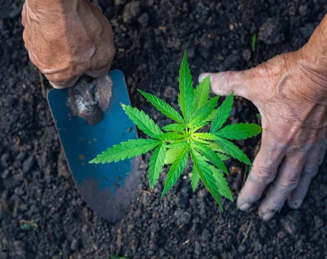 The Best Soil For Marijuana | Growing Tips 2022 - American Marijuana