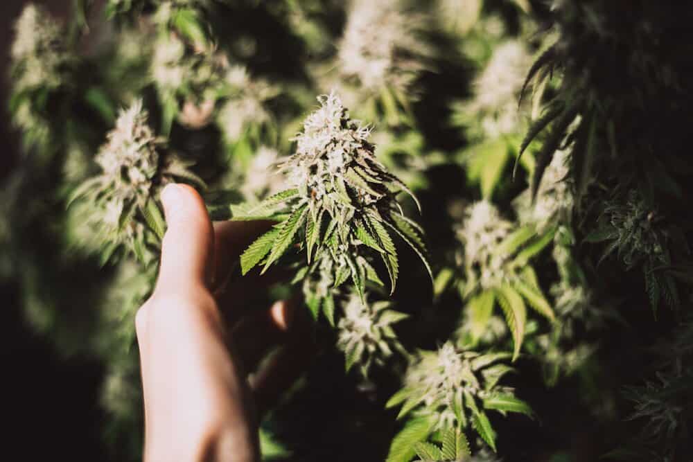 Fascinating feminized weed cannabinoids