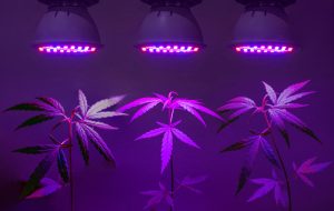 Best LED Grow Lights for Indoor Marijuana Plants