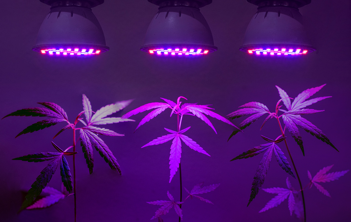 Best LED Grow Lights for Indoor Marijuana Plants