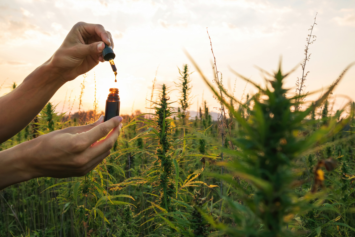 Full-Spectrum CBD Oil Buyer's Guide