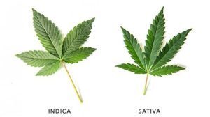 Indica vs Sativa