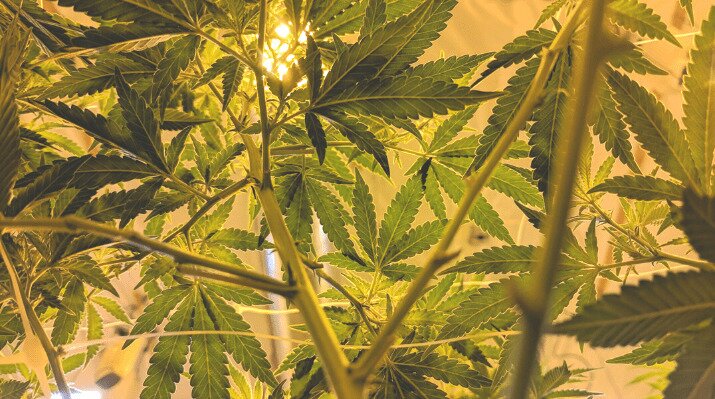 A 9-Step Guide To Grow Marijuana in 2026