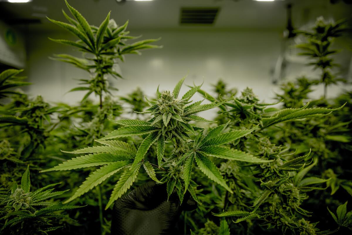 Topping Cannabis Plants 2023 Guide American Marijuana