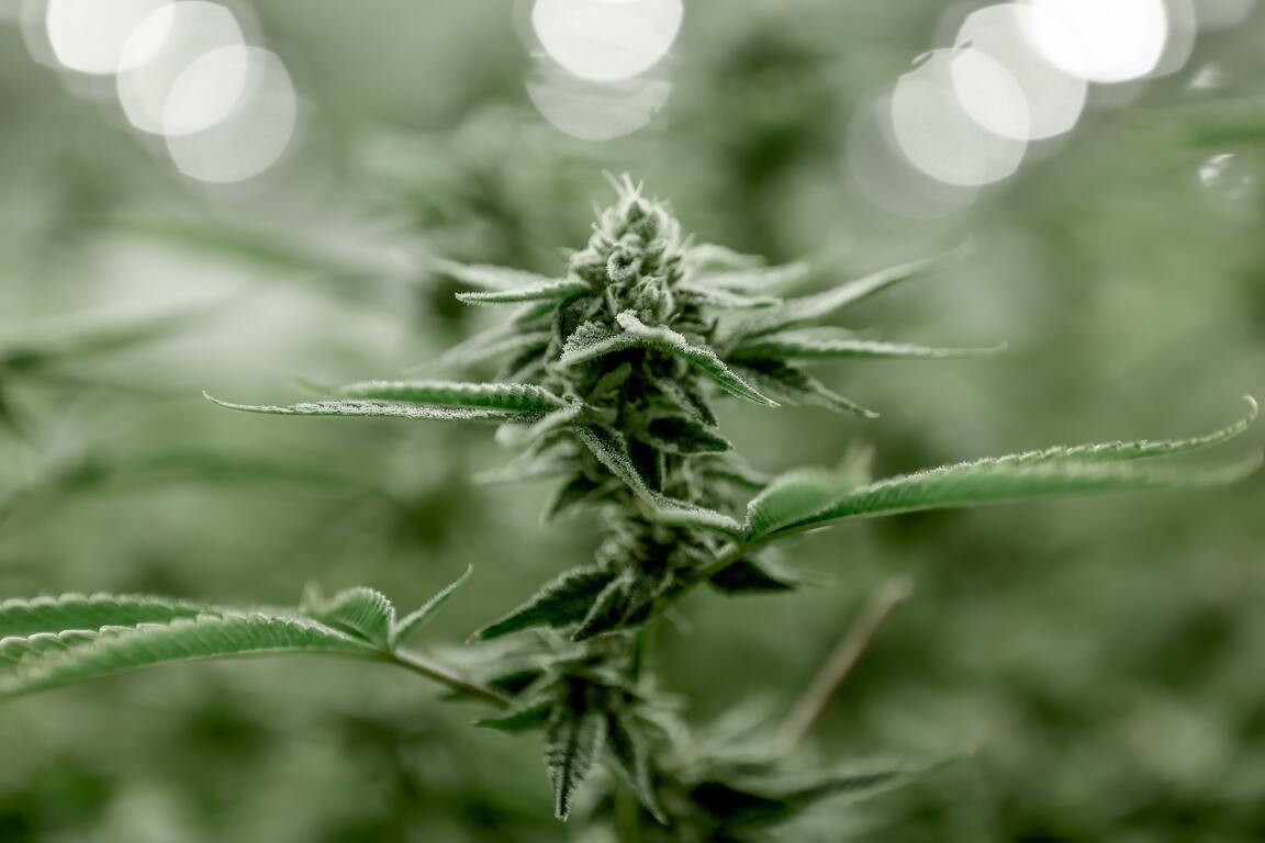 First Signs of Flowering Stage Growing Cannabis American Marijuana