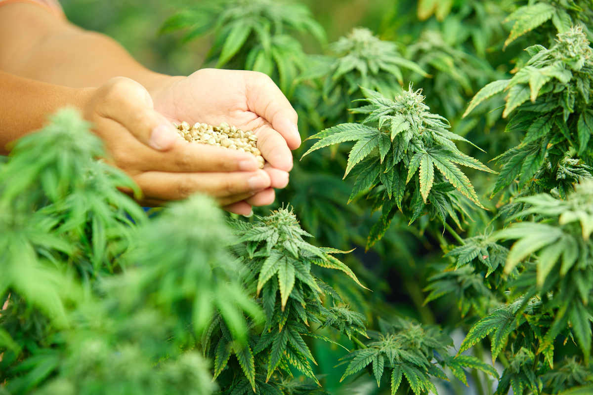 Current Legality Issues Surrounding Seeds
