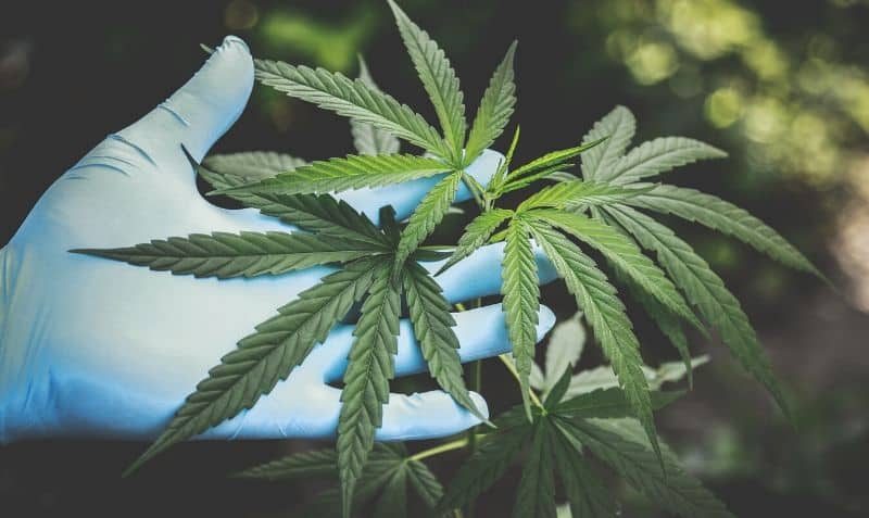 Cannabis and Terpenes – An Overview Cannabis and Terpenes - An Overview